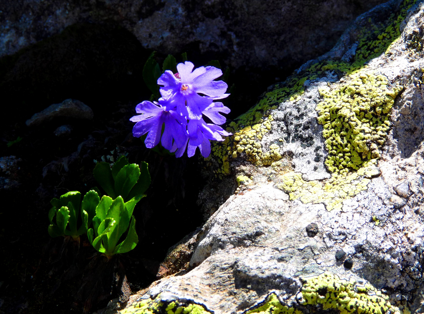 ein blümchen zwischen licht und schatten