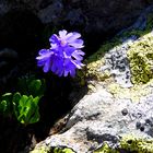 ein blümchen zwischen licht und schatten