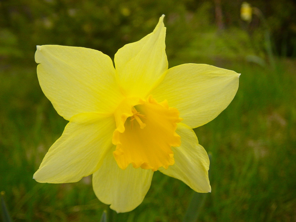 ein Blümele im Frühling =)