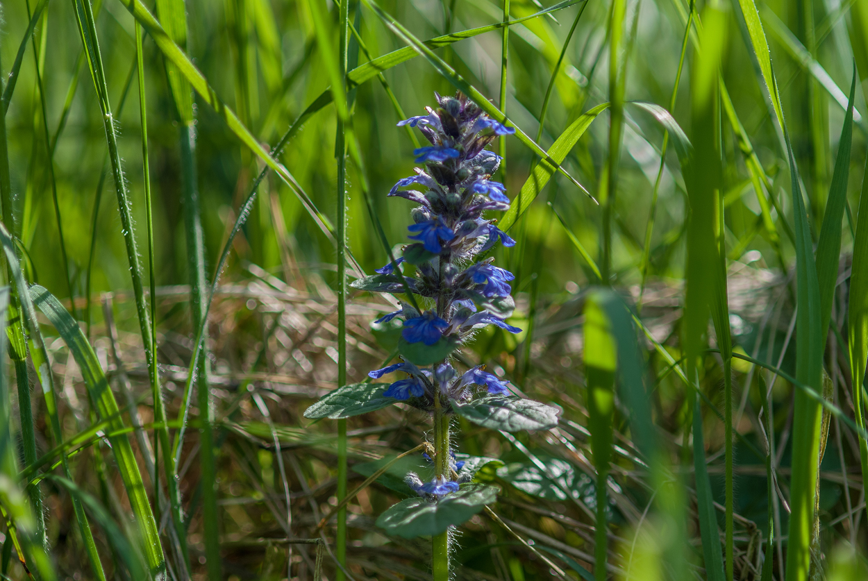 Ein Blümlein steht im Walde