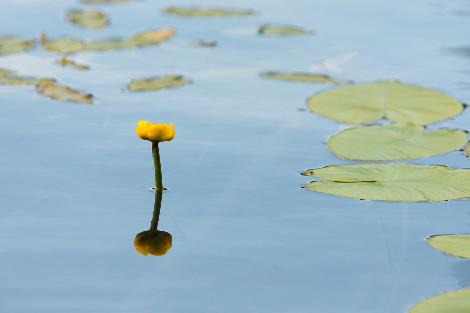 Ein Blümlein steht im Wasser ...