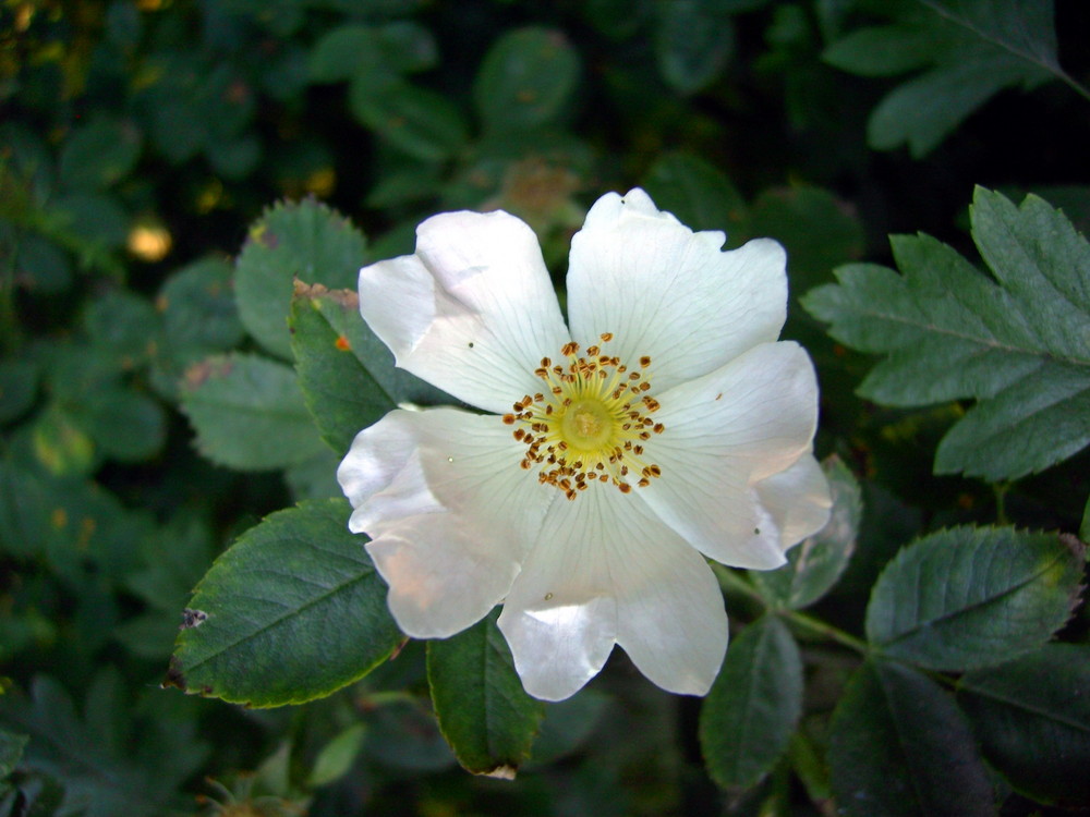 Ein blüte so wie er sich schuff