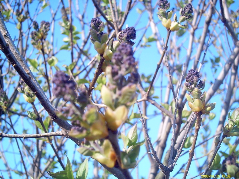 Ein blüten traum mit duft