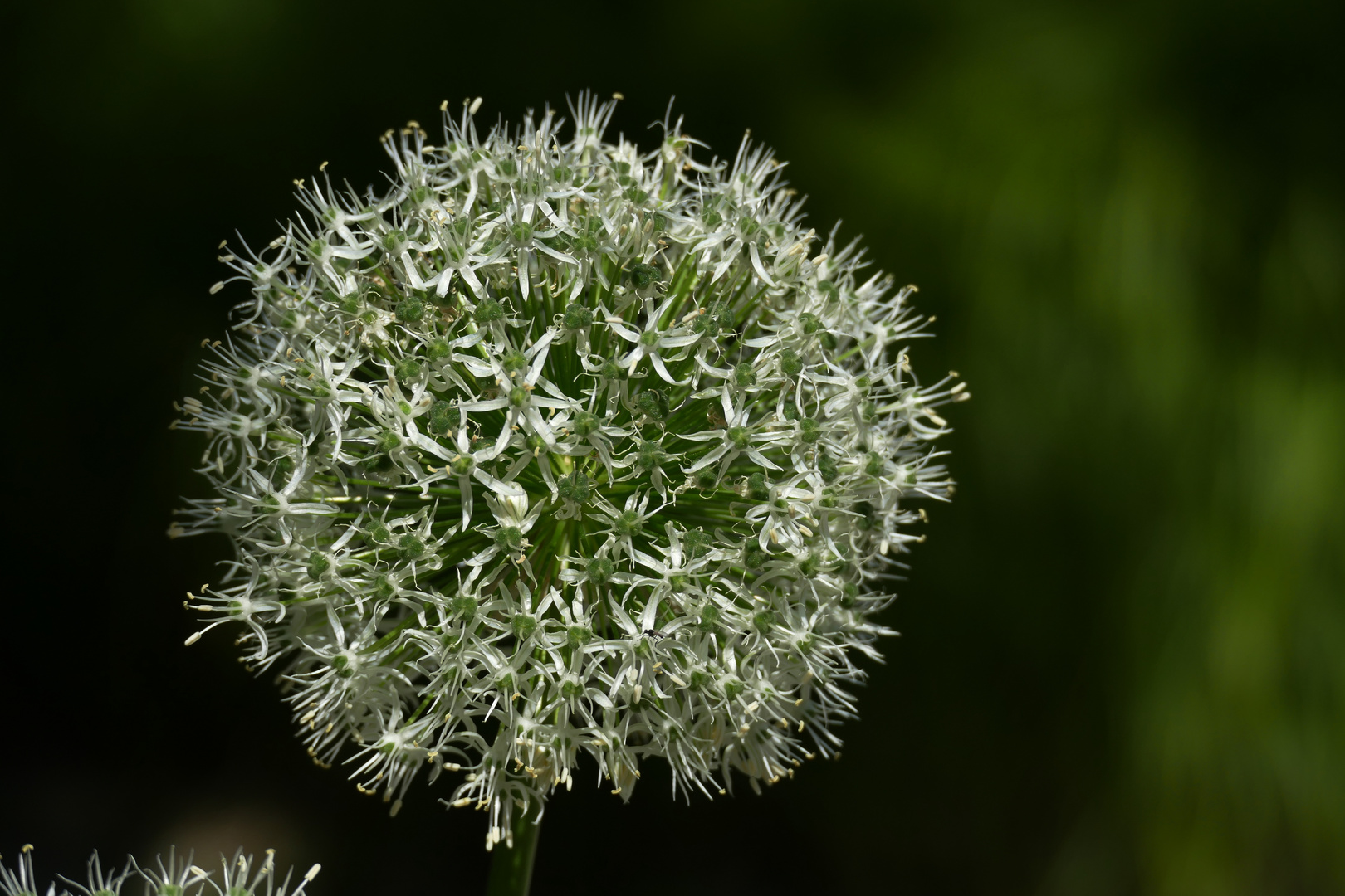 Ein Blütenball