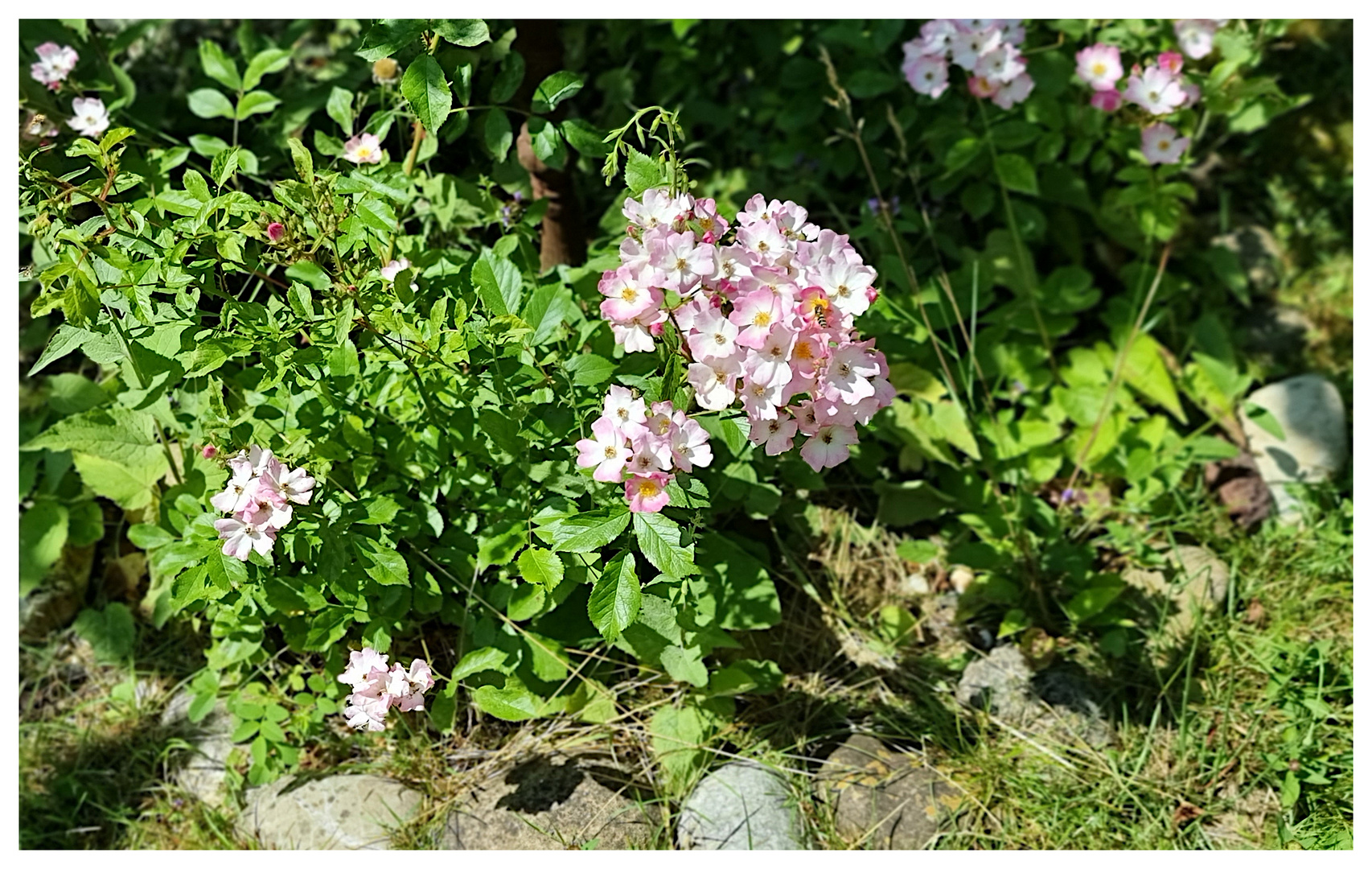 Ein Blütenbesucher im Garten der Mietwohnung