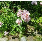 Ein Blütenbesucher im Garten der Mietwohnung