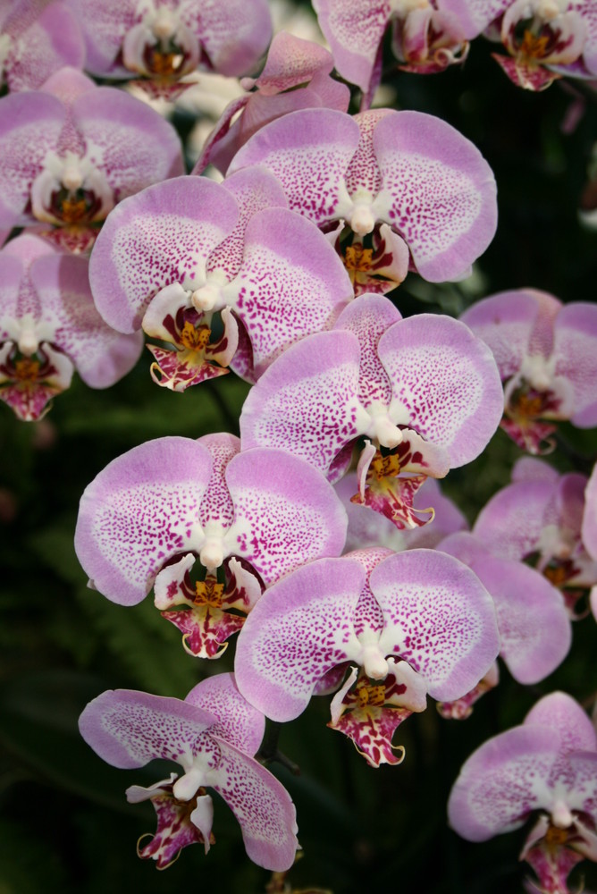 Ein Blütenmeer für alle Orchideenfans