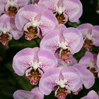 Ein Blütenmeer für alle Orchideenfans