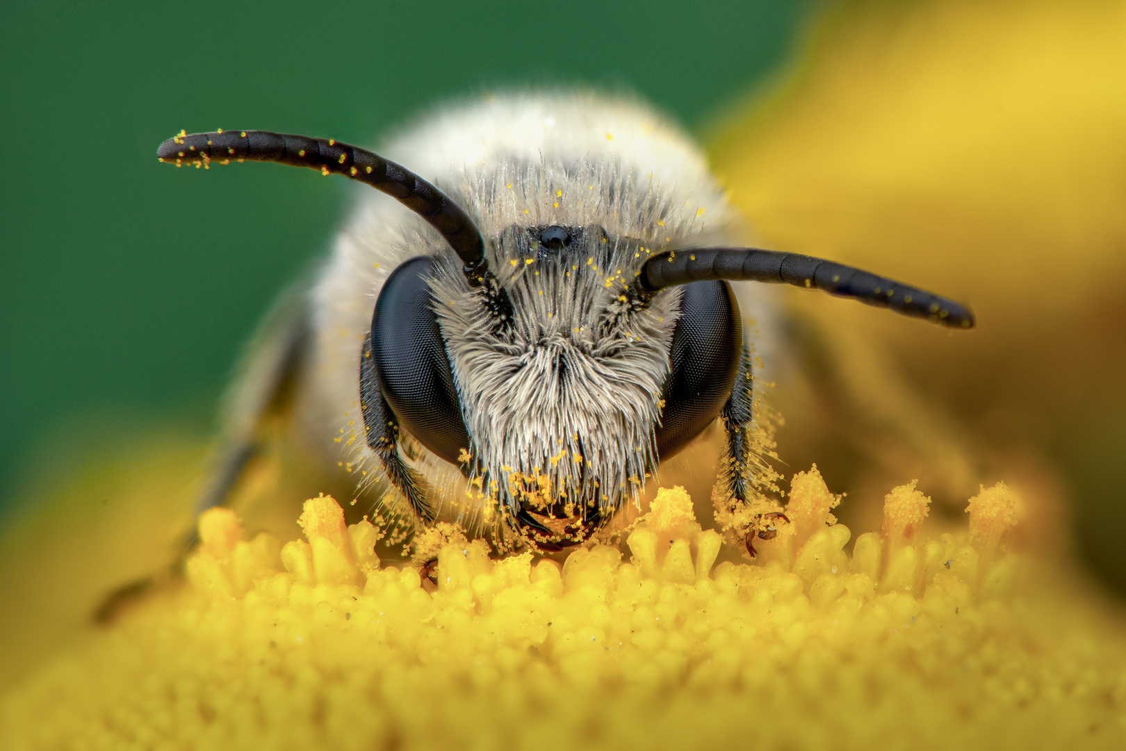 Ein Blütenmeer für Wildbienen