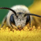 Ein Blütenmeer für Wildbienen