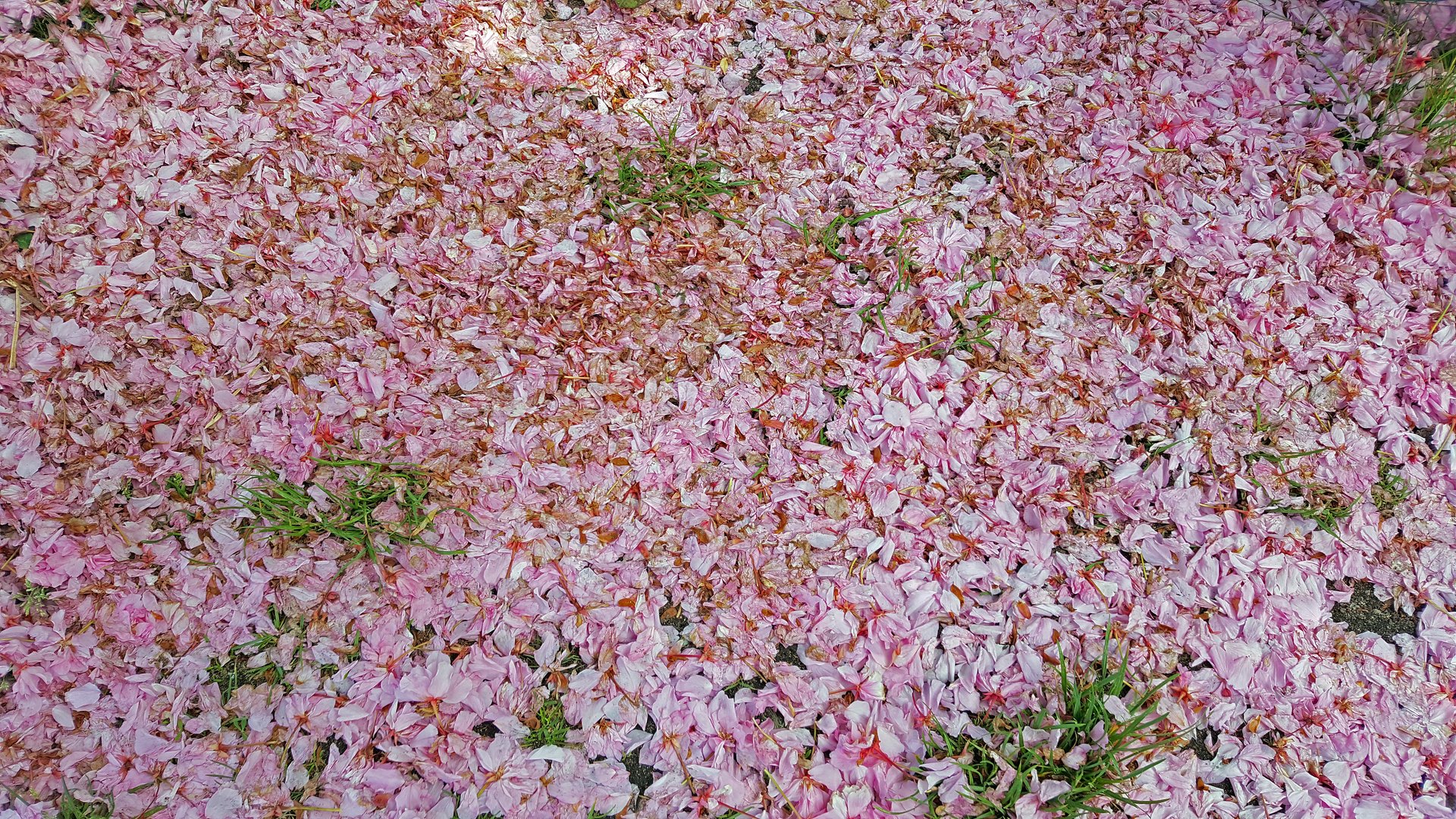 Ein Blütenteppich