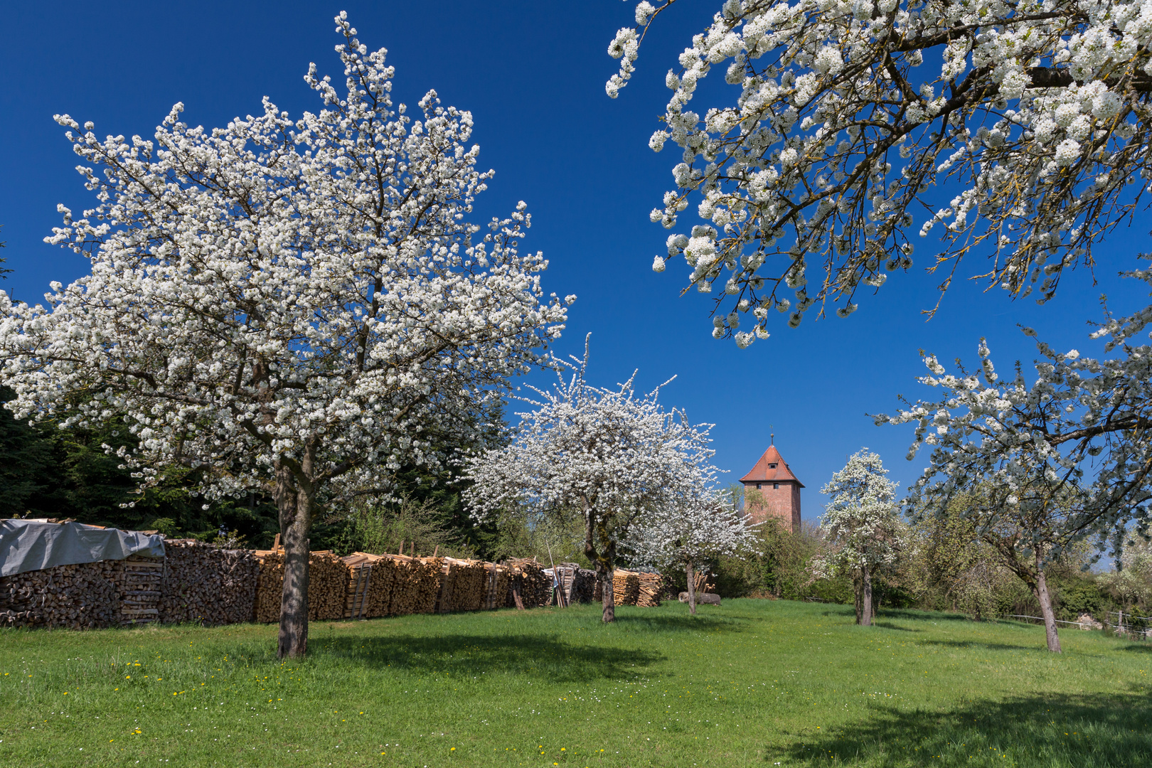 Ein Blütentraum