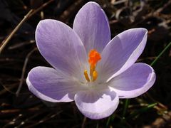 Ein Blütentraum im Frühling - Der violette Krokus