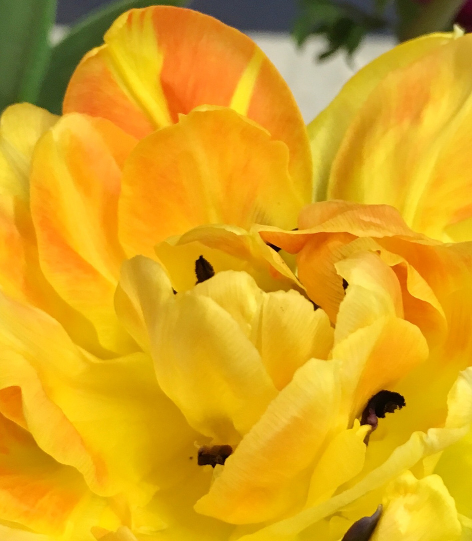 ein Blütentraum in Gelb