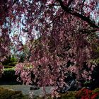 ein Blütenvorhang von japanischer Kirsche