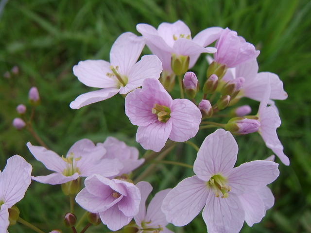 ein blumelein