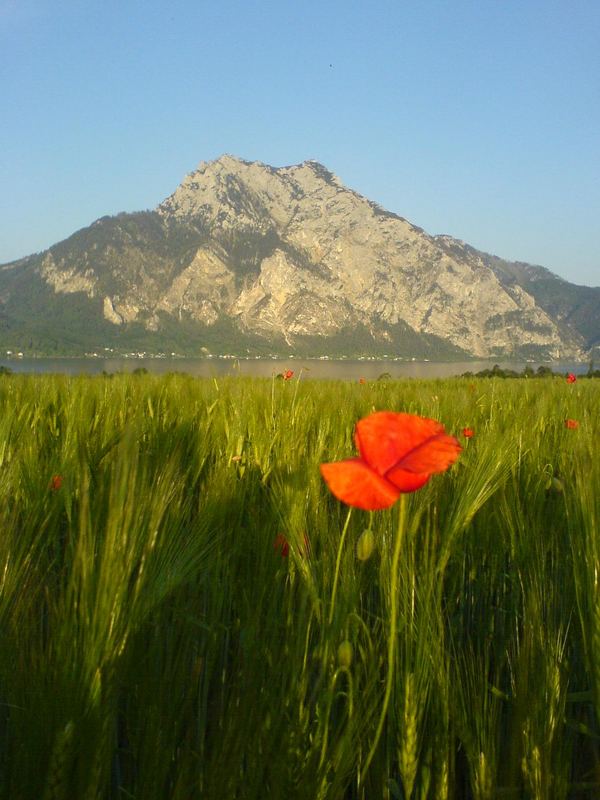 Ein Blumen gruß