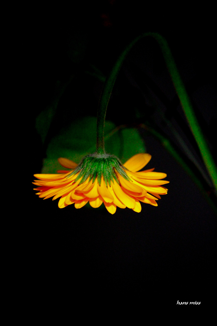 Ein Blumen lampenschirm...