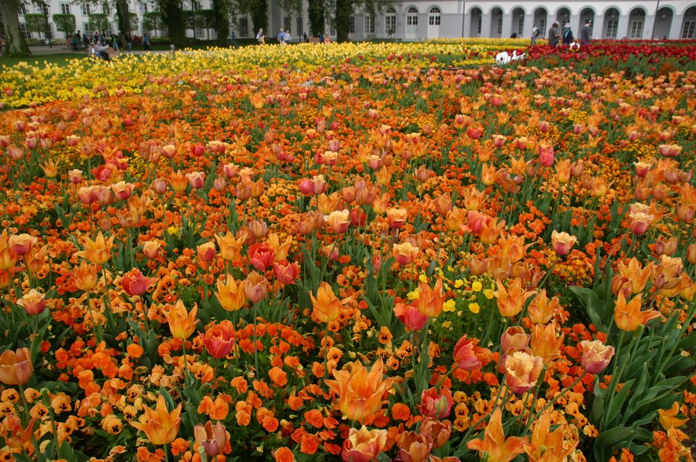 ein Blumen Meer vor dem historischen Schloß