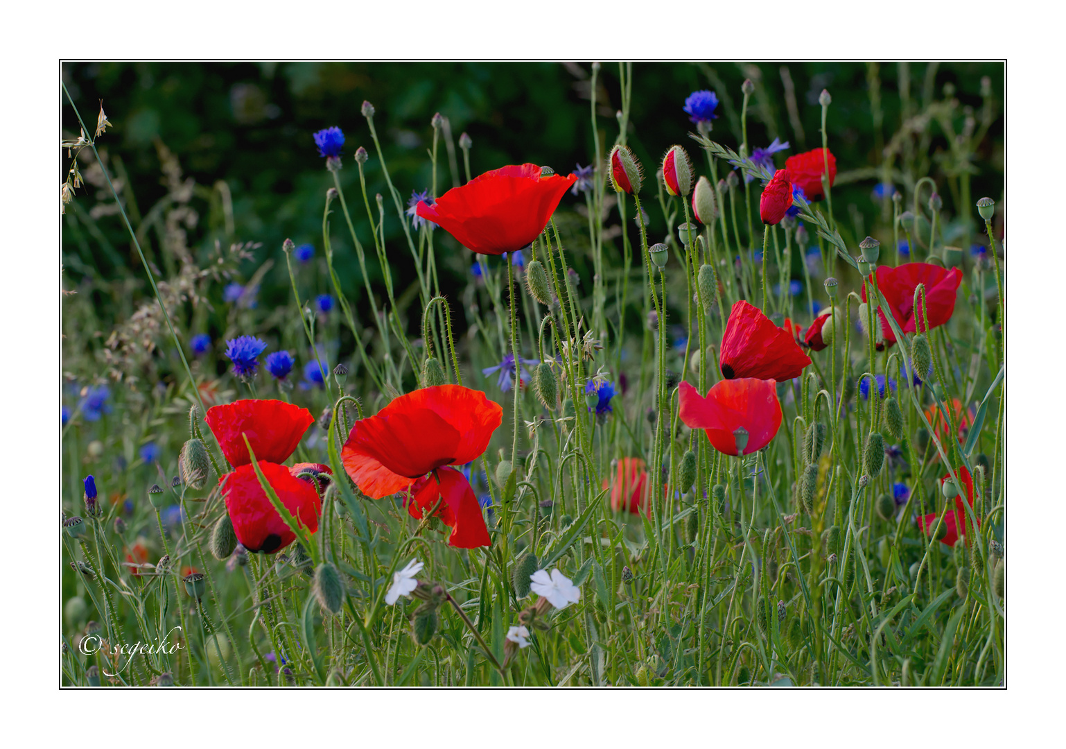 Ein Blumen-Traum