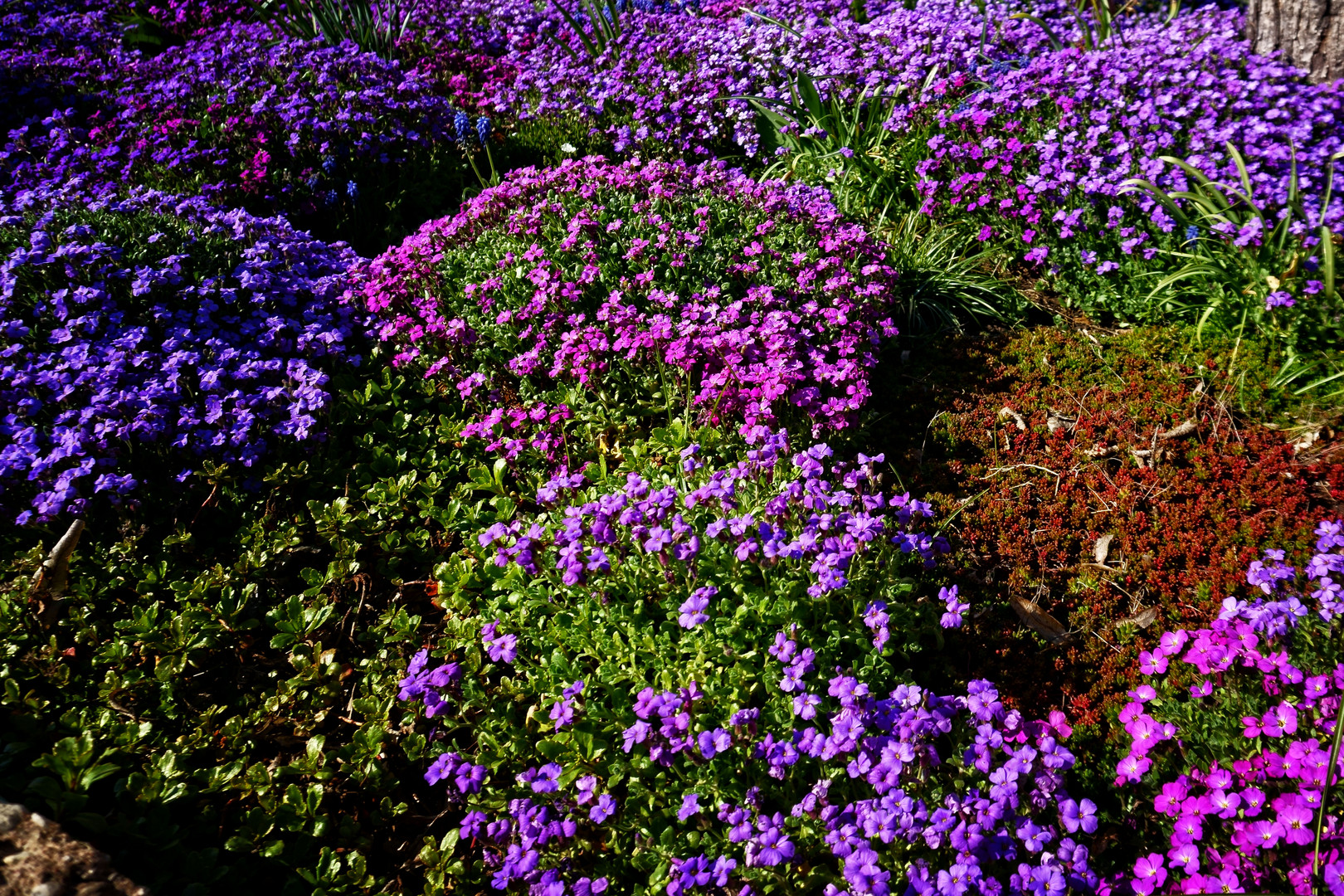 Ein Blumenbeet oder ein Blumenbett