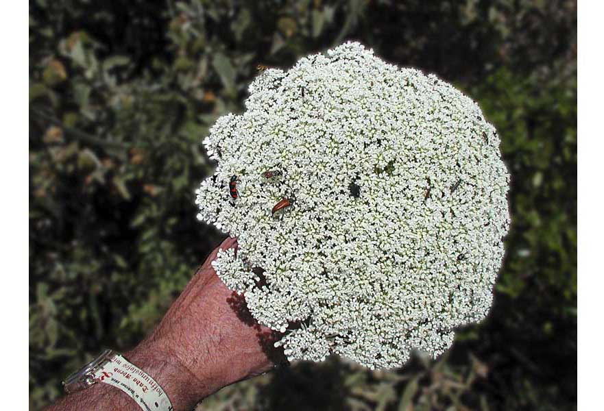 Ein Blumenbouquet für Dich!