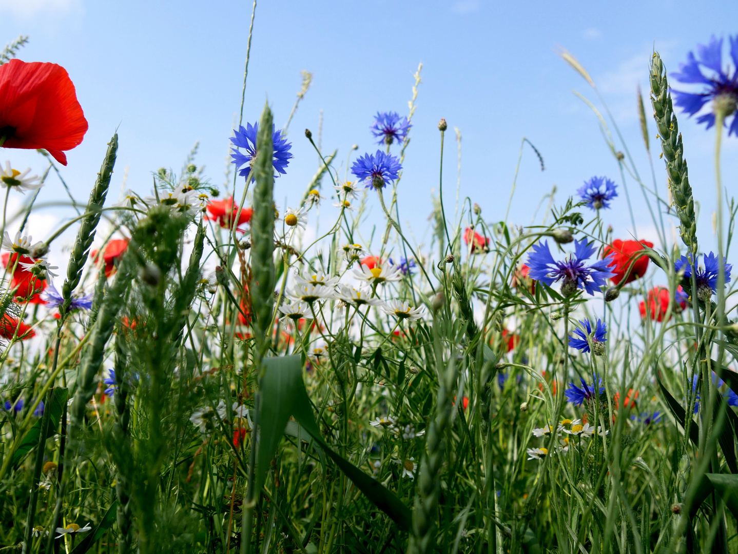 Ein Blumenfeld oder ein Kornfeld? 