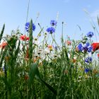 Ein Blumenfeld oder ein Kornfeld? 