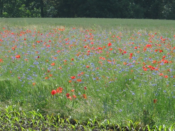 ein Blumenfeld so weit das Auge reicht