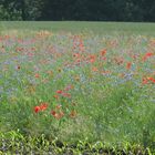 ein Blumenfeld so weit das Auge reicht