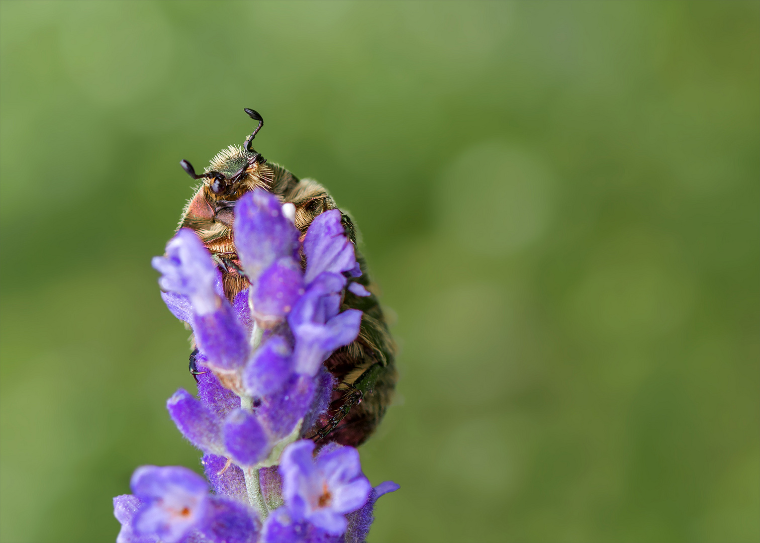 Ein Blumenfreund