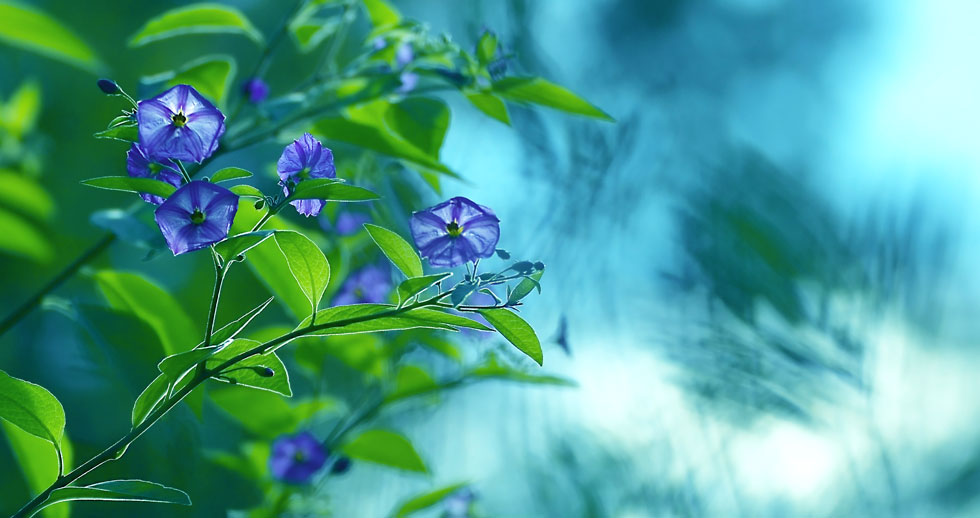 Ein Blumengemälde