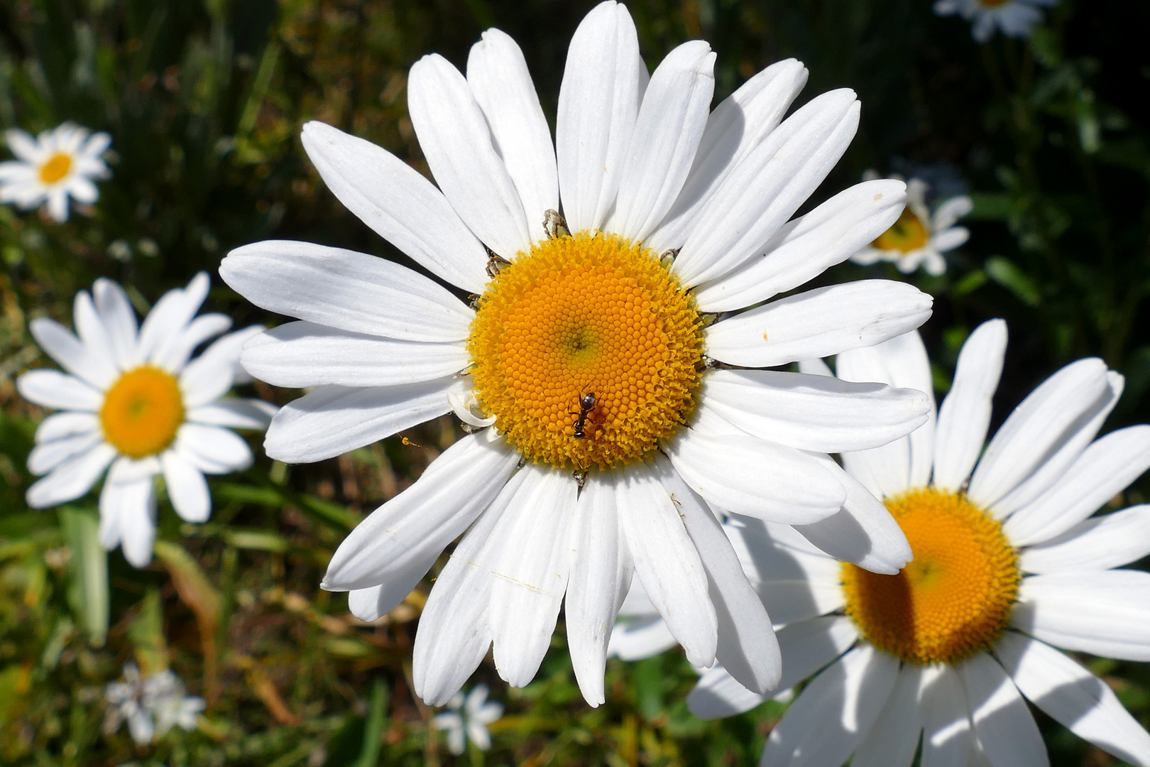 Ein Blumengruß Foto & Bild | natur, pflanzen, blüten- & kleinpflanzen