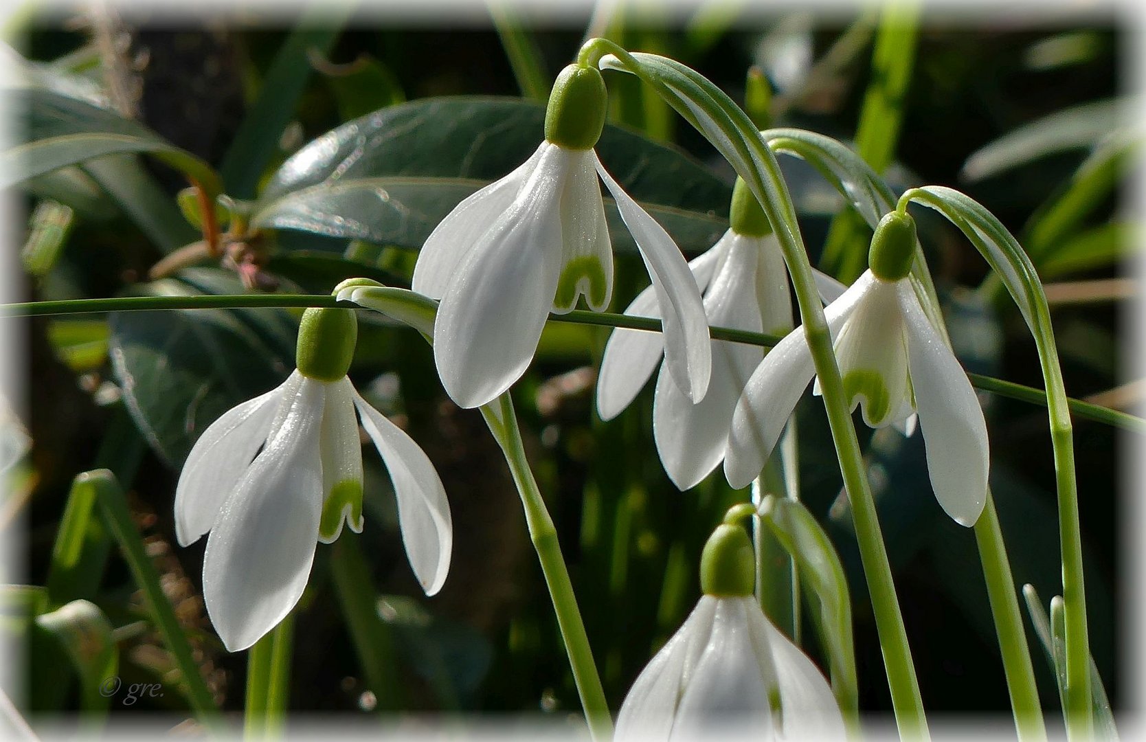 Ein Blumengruß Foto & Bild | februar, natur, schneeglöckchen Bilder auf