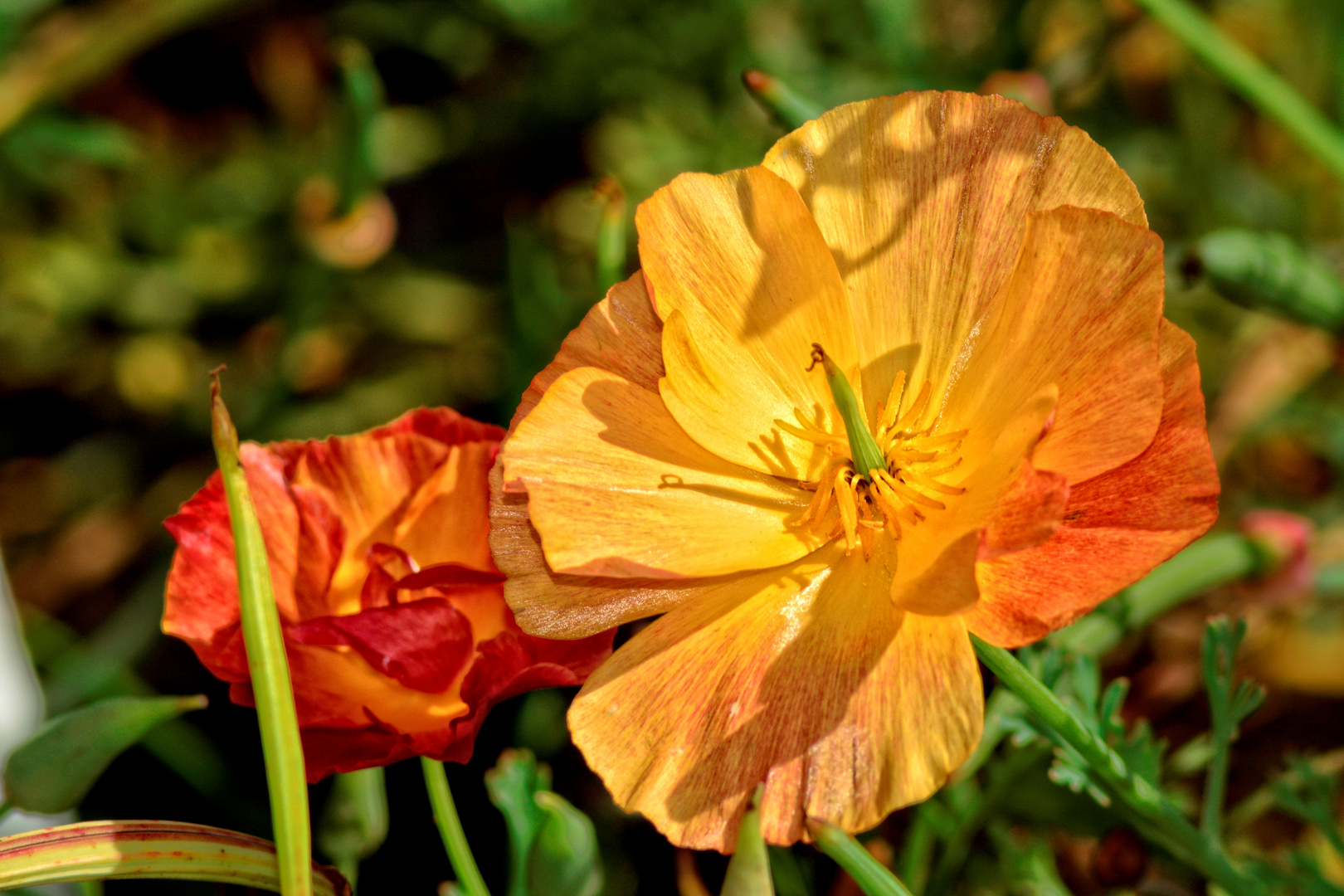 Ein Blumengruß aus dem Botanischen Garten in Göttingen