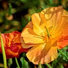 Ein Blumengruß aus dem Botanischen Garten in Göttingen