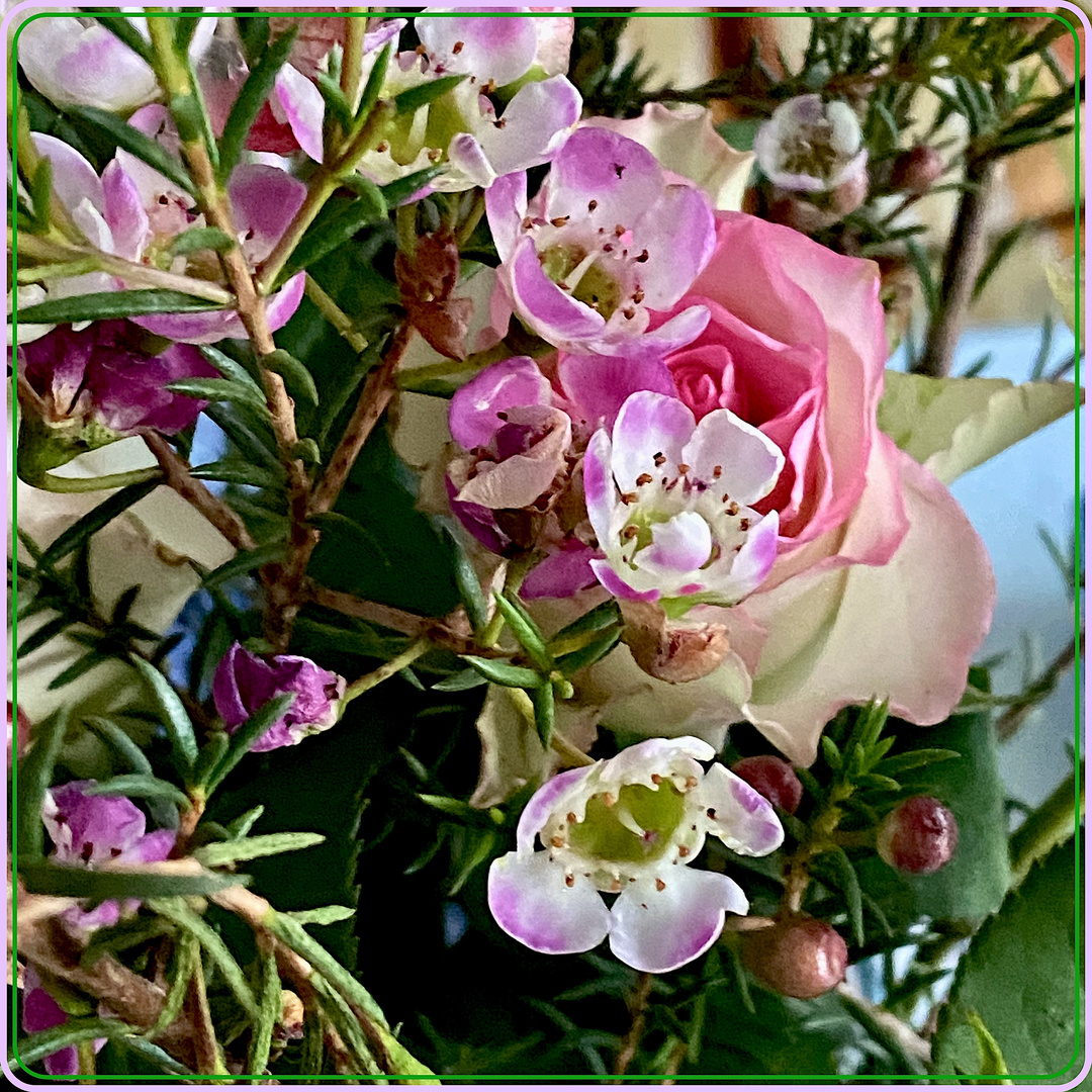 Ein Blumengruß aus einem Strauß (Chamelauciium und Rosen)