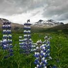 Ein Blumengruss aus Island