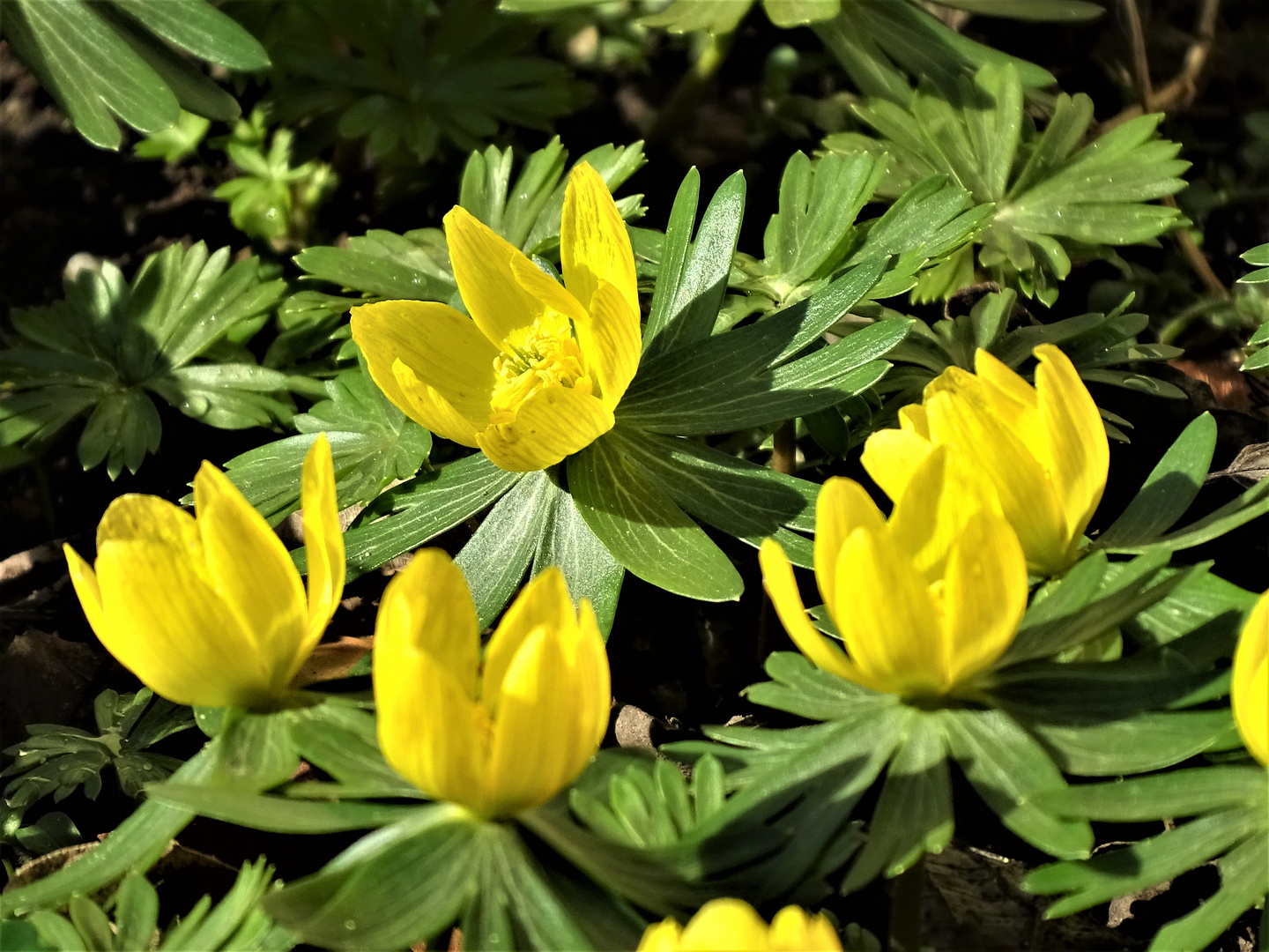 ein Blumengruß aus meinem Garten