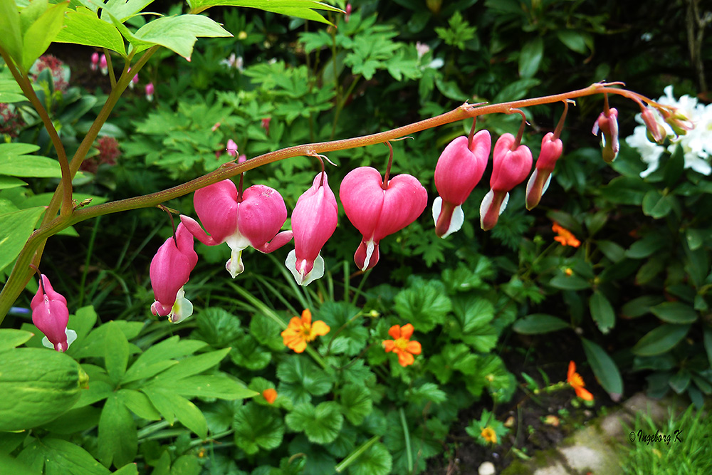 Ein Blumengruß aus meinem Garten