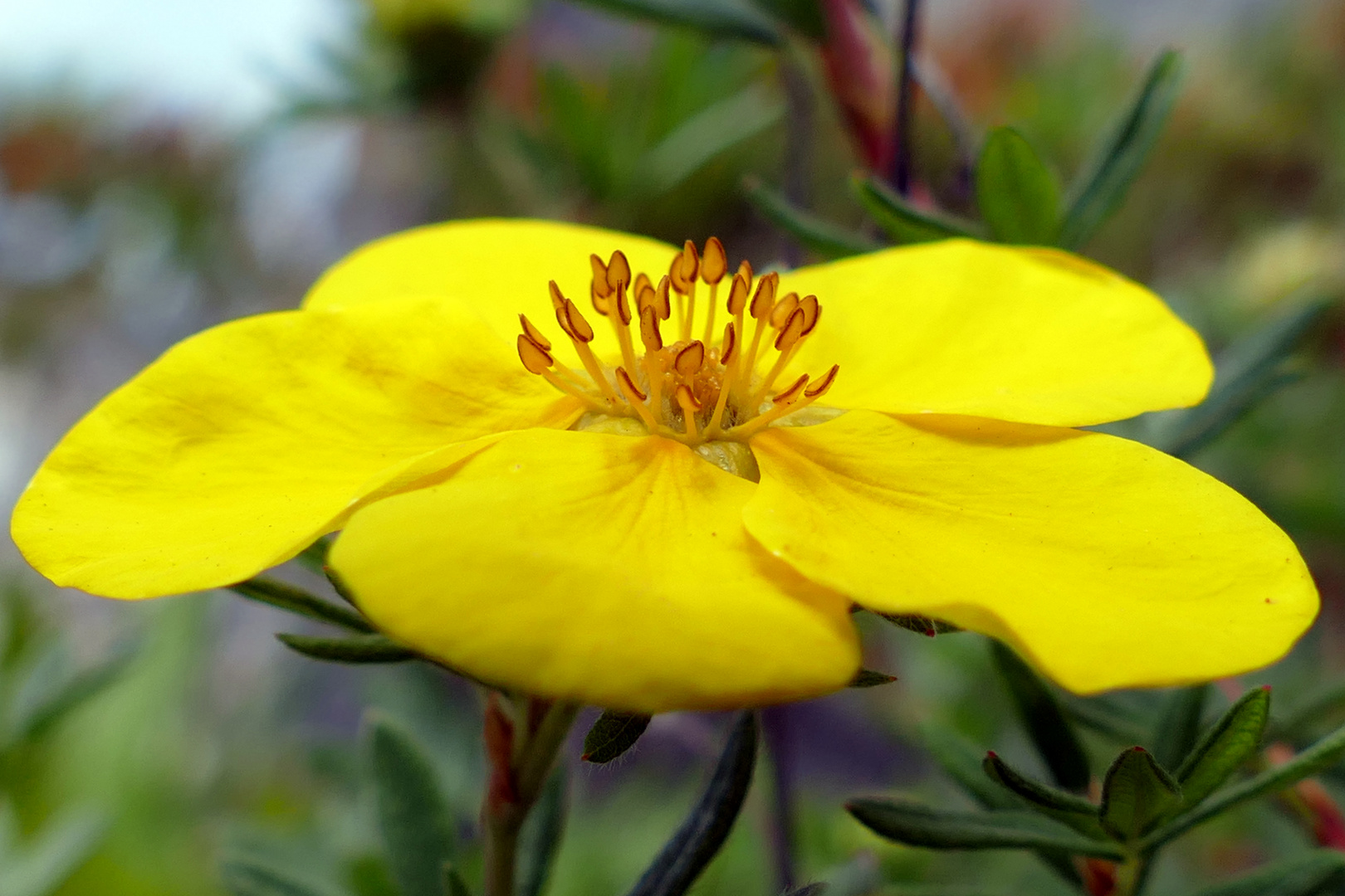 Ein Blumengruß in gelb