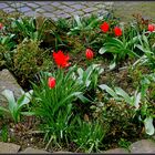 Ein Blumengruß  zu Ostern aus Soest