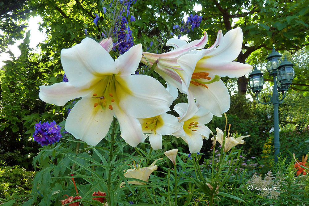 Ein Blumengruß zum Wochende sende ich mit diesen weißen Lilien