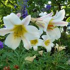 Ein Blumengruß zum Wochende sende ich mit diesen weißen Lilien