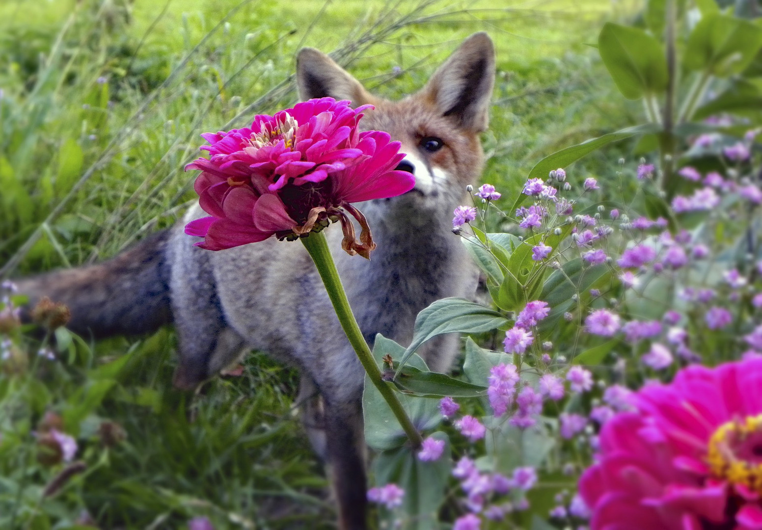 Ein Blumenkenner