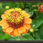 Ein Blumenkrönchen in Orange