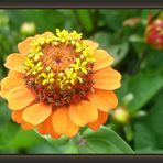 Ein Blumenkrönchen in Orange