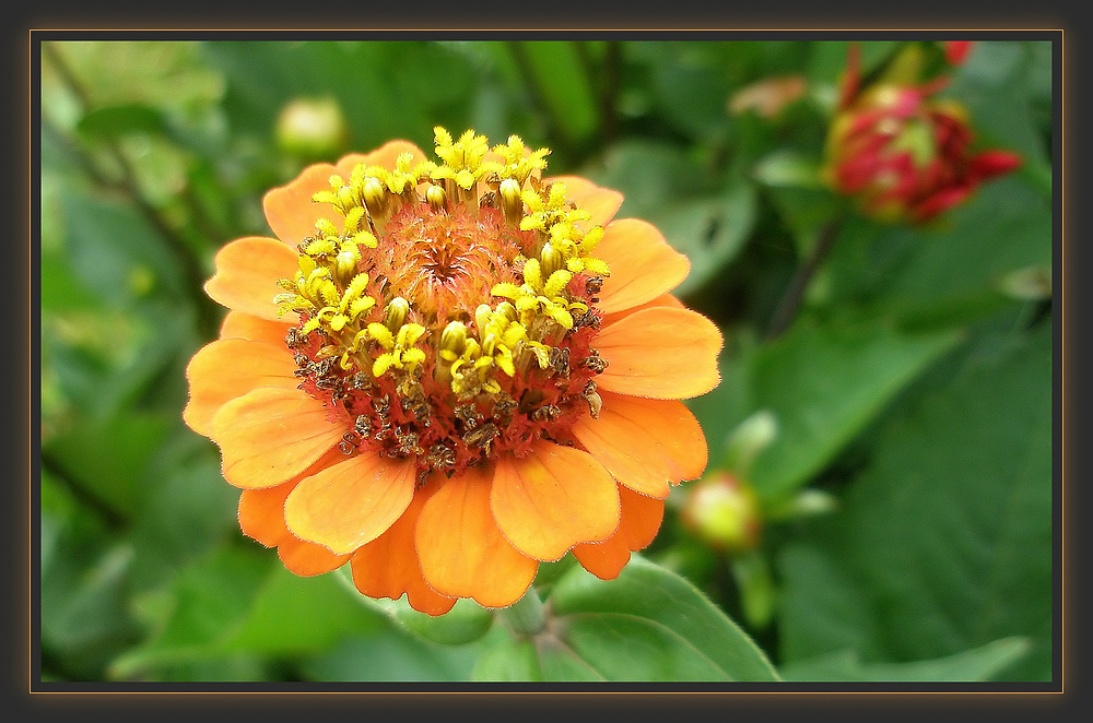 Ein Blumenkrönchen in Orange