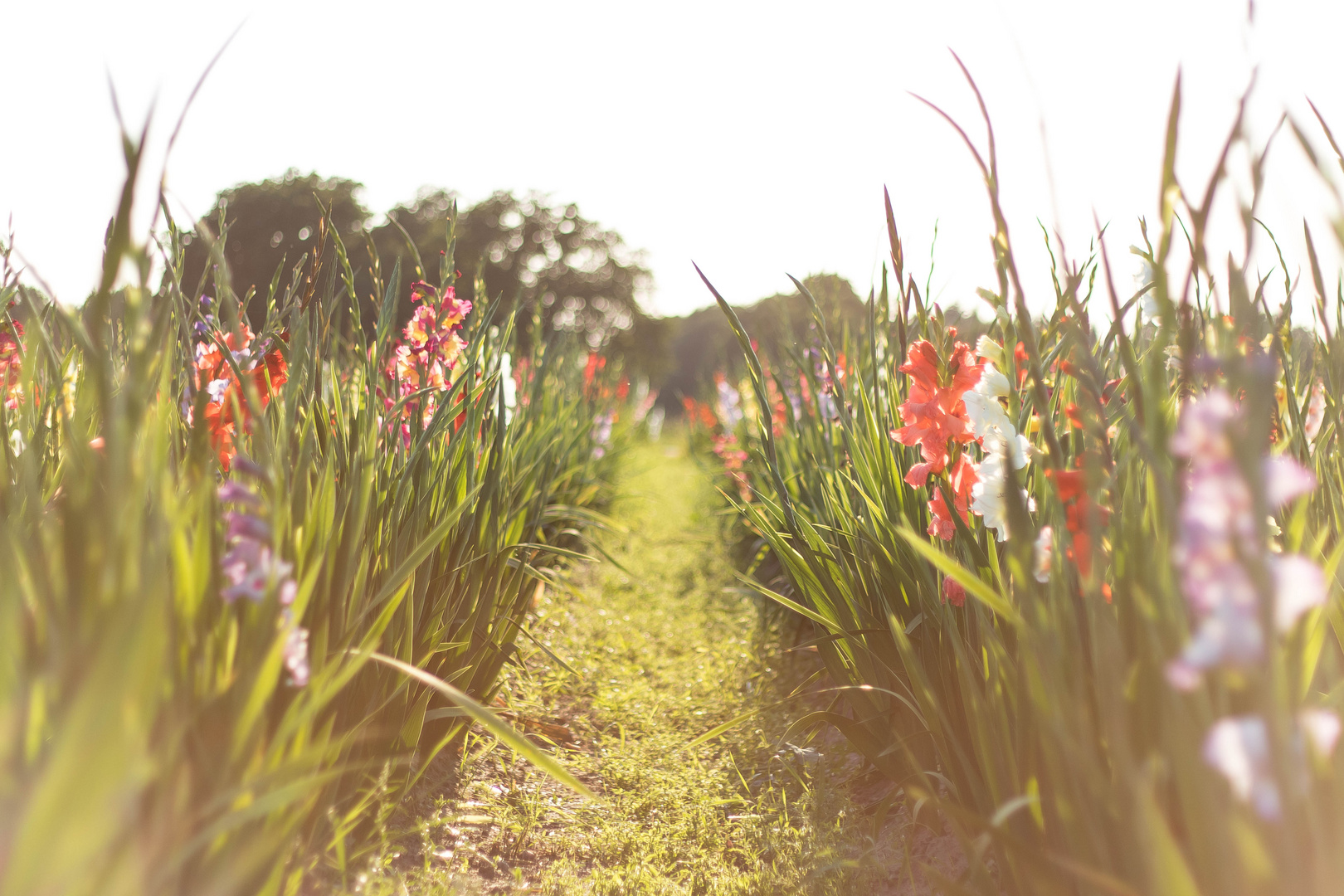 Ein Blumenmeer