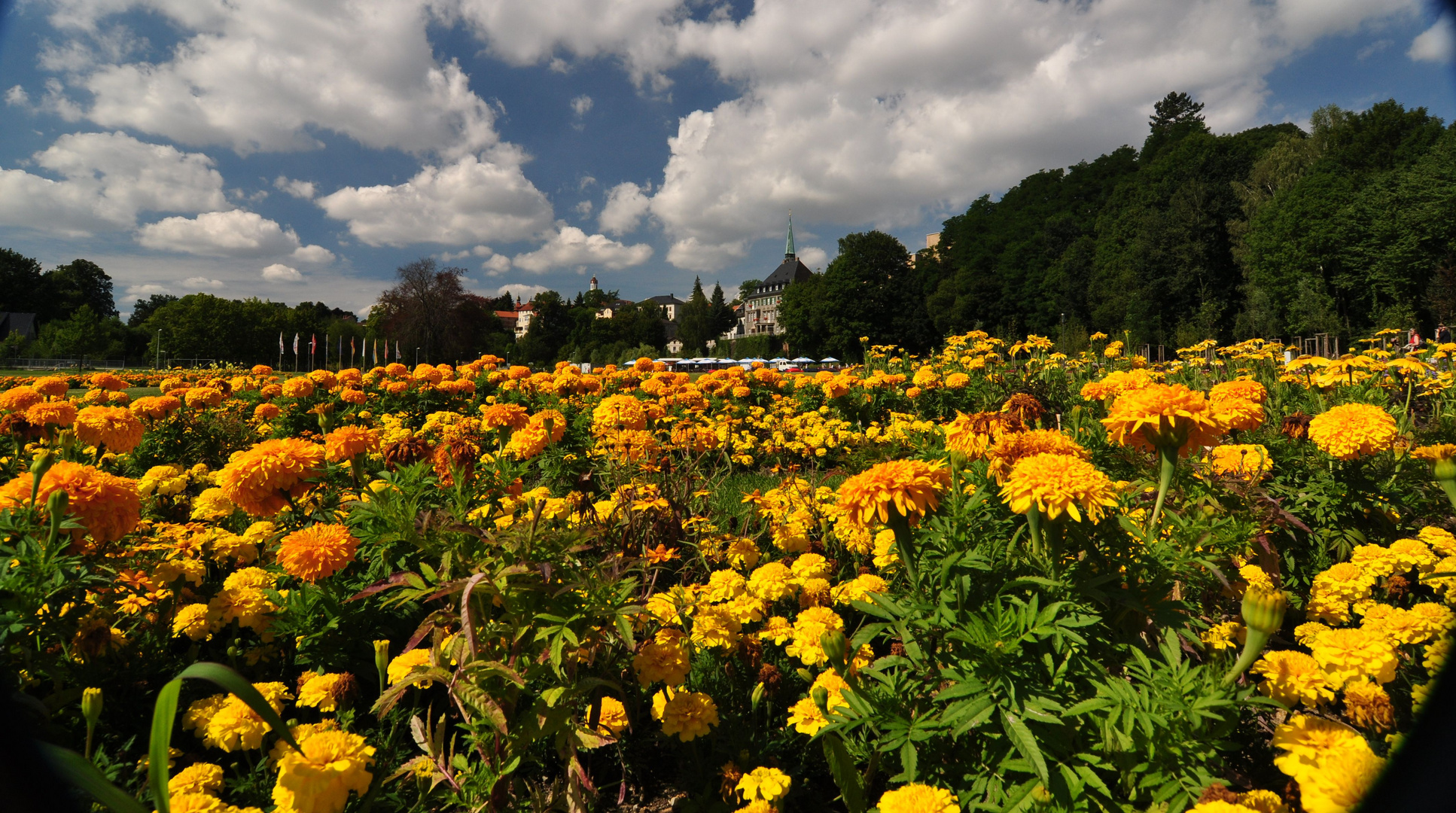 Ein Blumenmeer